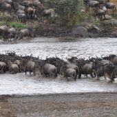  The Serengeti, TZ